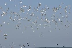 Donaudelta Ukraine: Ornitologie