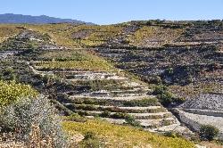 SÃ¼dzypern: Weinberge im Troodos