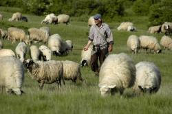 Schafhirte mit Herde