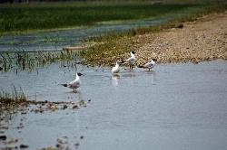 Ornitologie im Lonsko Polje