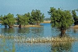 Altarme im Kopacki Rit