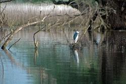 Ornitologie im Kopacki Rit