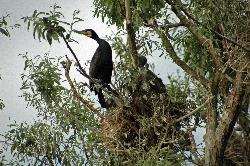 Kormorane im Kopacki Rit