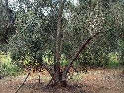 Insel Lastovo: Olivenbaum