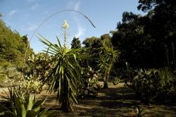 Insel Lokrum: botanischer Garten