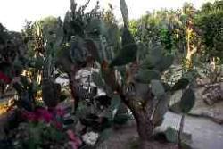 Botanischer Karten am Schwarzen Meer