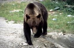 Transsilvanien: BÃ¤r im KÃ¶nigstein