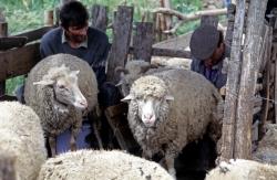 Dobrudscha: Schafzucht