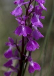 Flora im Donaudelta: Orchideen