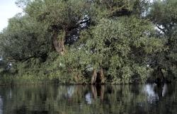 Flora im Donaudelta: Baumbestand