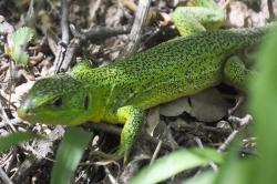 Nationalpark Paklenica: Smaragdeidechse