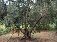 Insel Lastovo: Olivenbaum