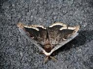 Insel Lastovo: Schmetterling