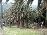 Insel Vis: Palmengarten