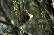 Sfantu Gheorghe Arm: Nest der Beutelmeise