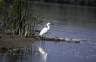 Ornithologie im Donaudelta: Seidenreiher
