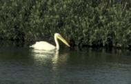 Ornithologie im Donaudelta: Pelikan