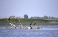 Ornithologie im Donaudelta: Kormorane