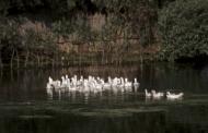 Ornithologie im Donaudelta: Enten