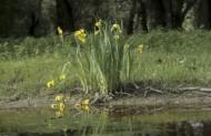 Flora im Donaudelta: Wasserlilien