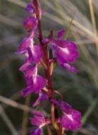 Flora im Donaudelta: Orchideen