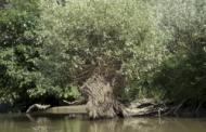 Flora im Donaudelta: Baumbestand