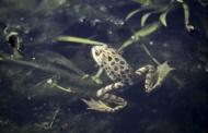 Fauna im Donaudelta: Wasserfrosch
