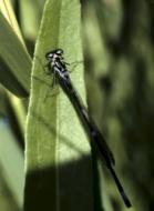 Fauna im Donaudelta: Libelle
